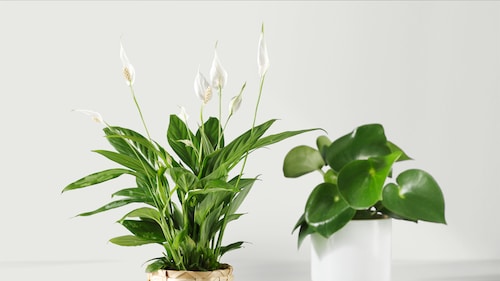 花盆和植物 Ikea