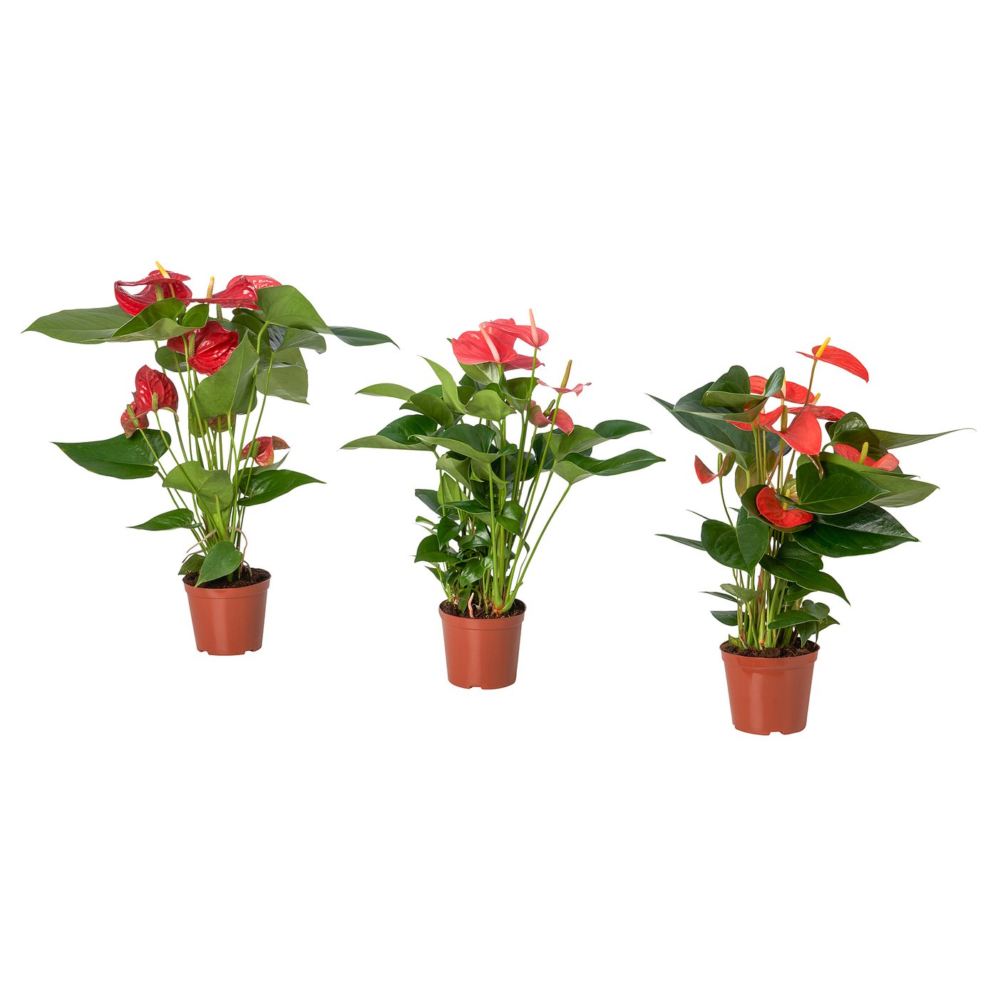 ANTHURIUM potted plant Flamingo plant assorted colours IKEA