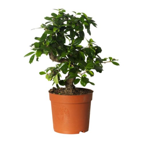  BONSAI  CARMONA Potted plant IKEA 