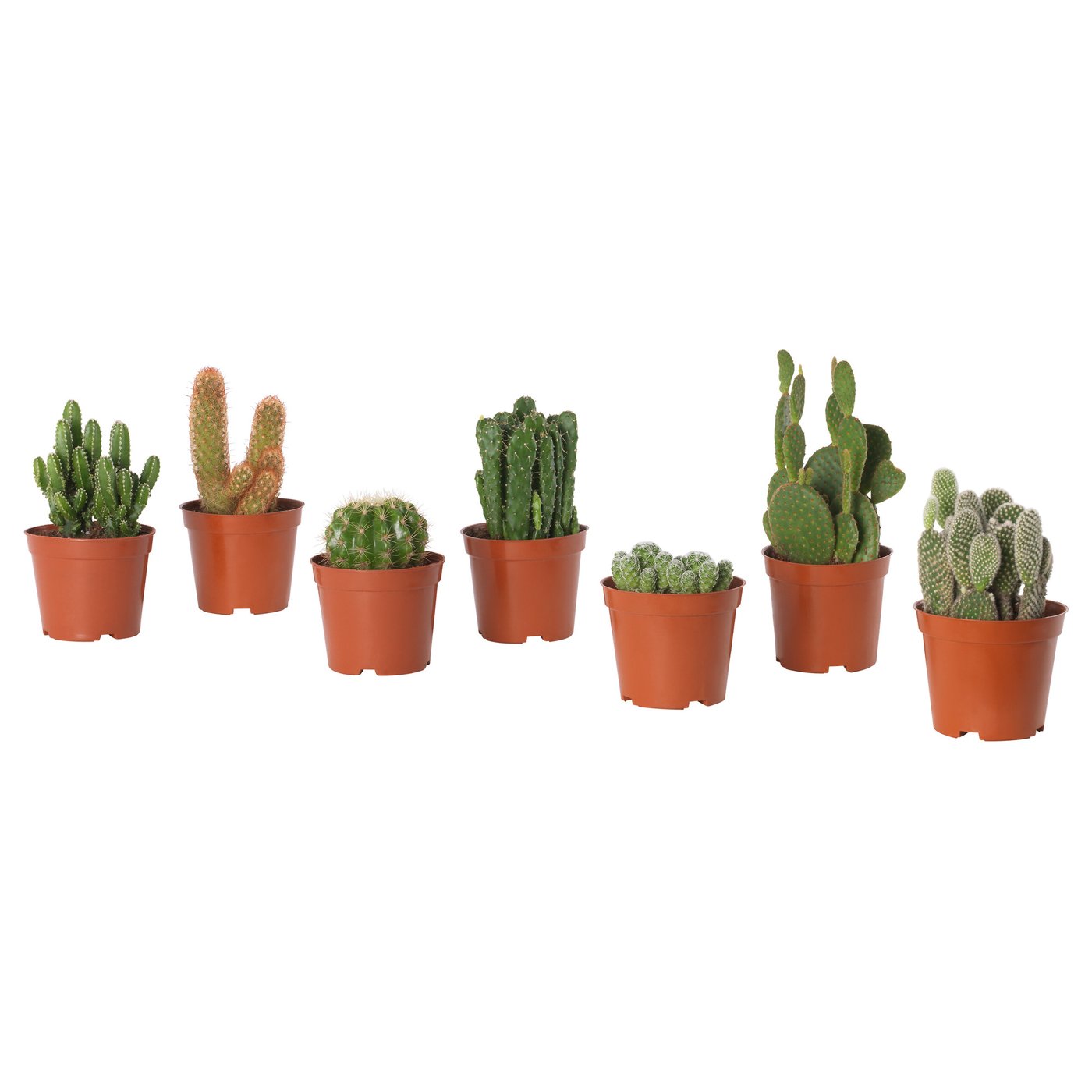 CACTACEAE Potted plant cactus, assorted IKEA