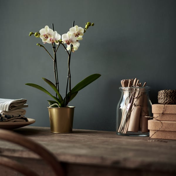 DAIDAI Chậu cây, màu đồng thau, 9 cm