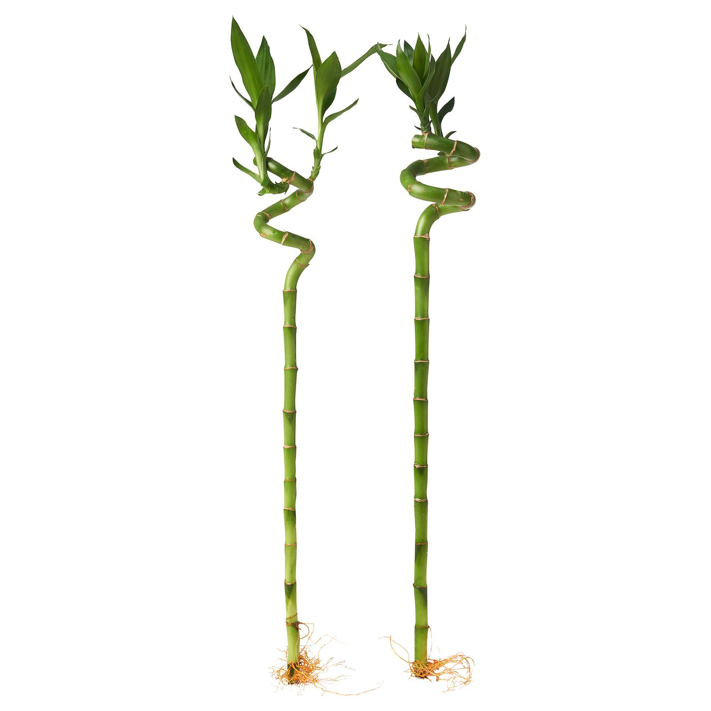 DRACAENA LUCKY BAMBOO plant spiral IKEA