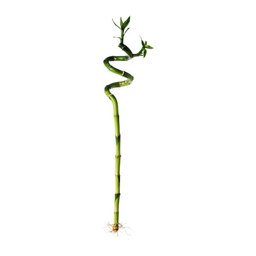 DRACAENA