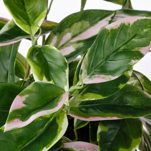 FEJKA artificial potted plant in/outdoor Wax plant/hanging IKEA