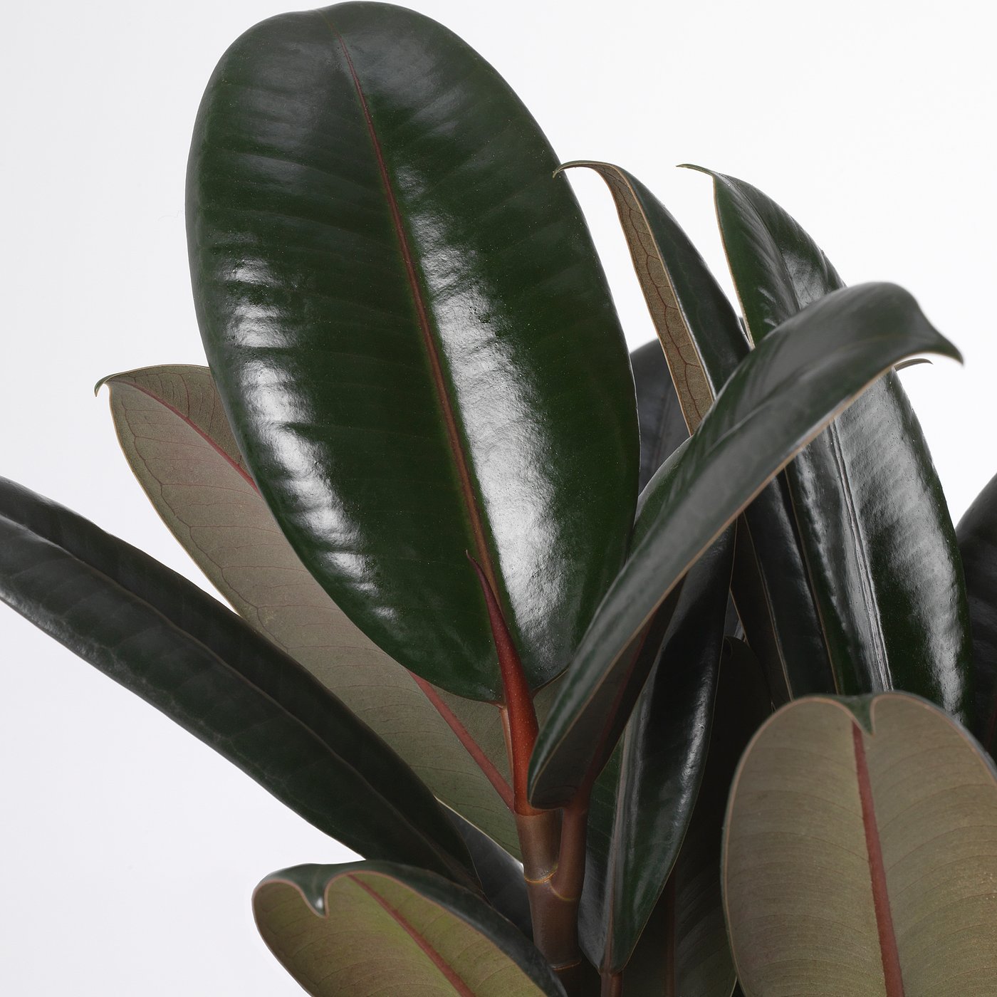 ficus elastica potted plant rubber plant assorted - ikea