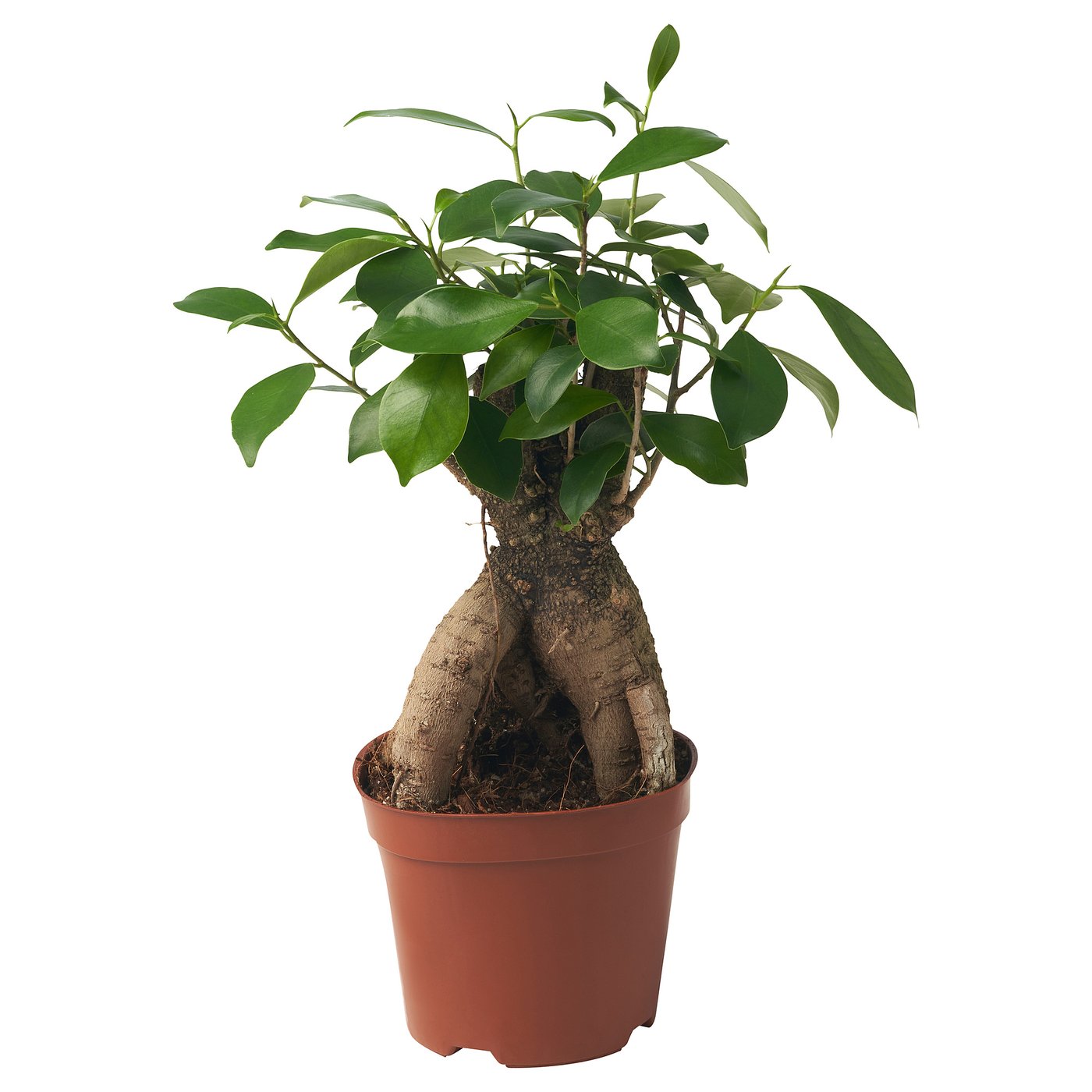 FICUS MICROCARPA potted plant IKEA