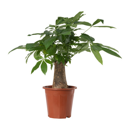 pachira aquatica potted plant__0523087_PE643618_S4