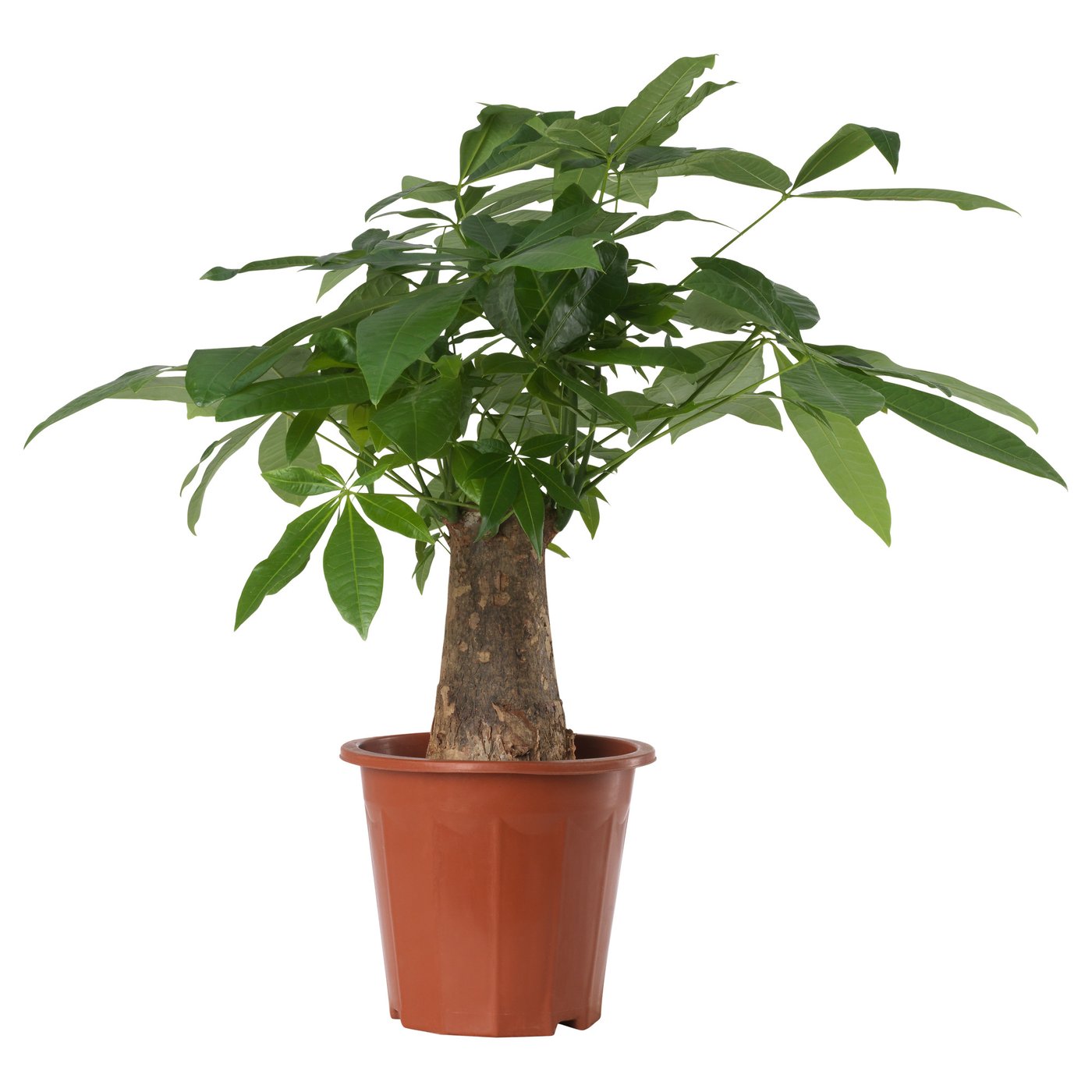 PACHIRA AQUATICA Potted plant Guinea chestnut - IKEA