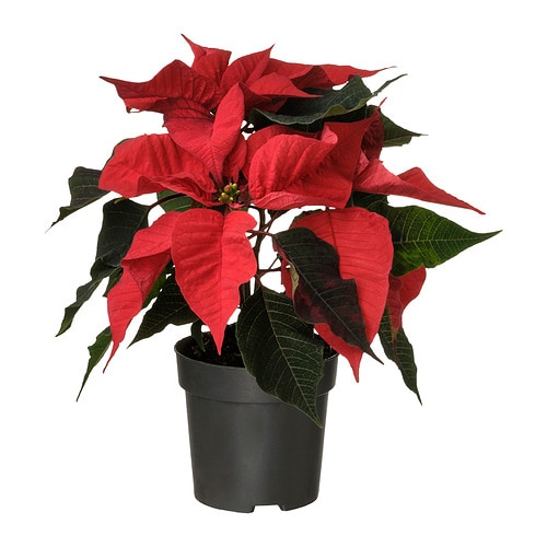 POINSETTIA