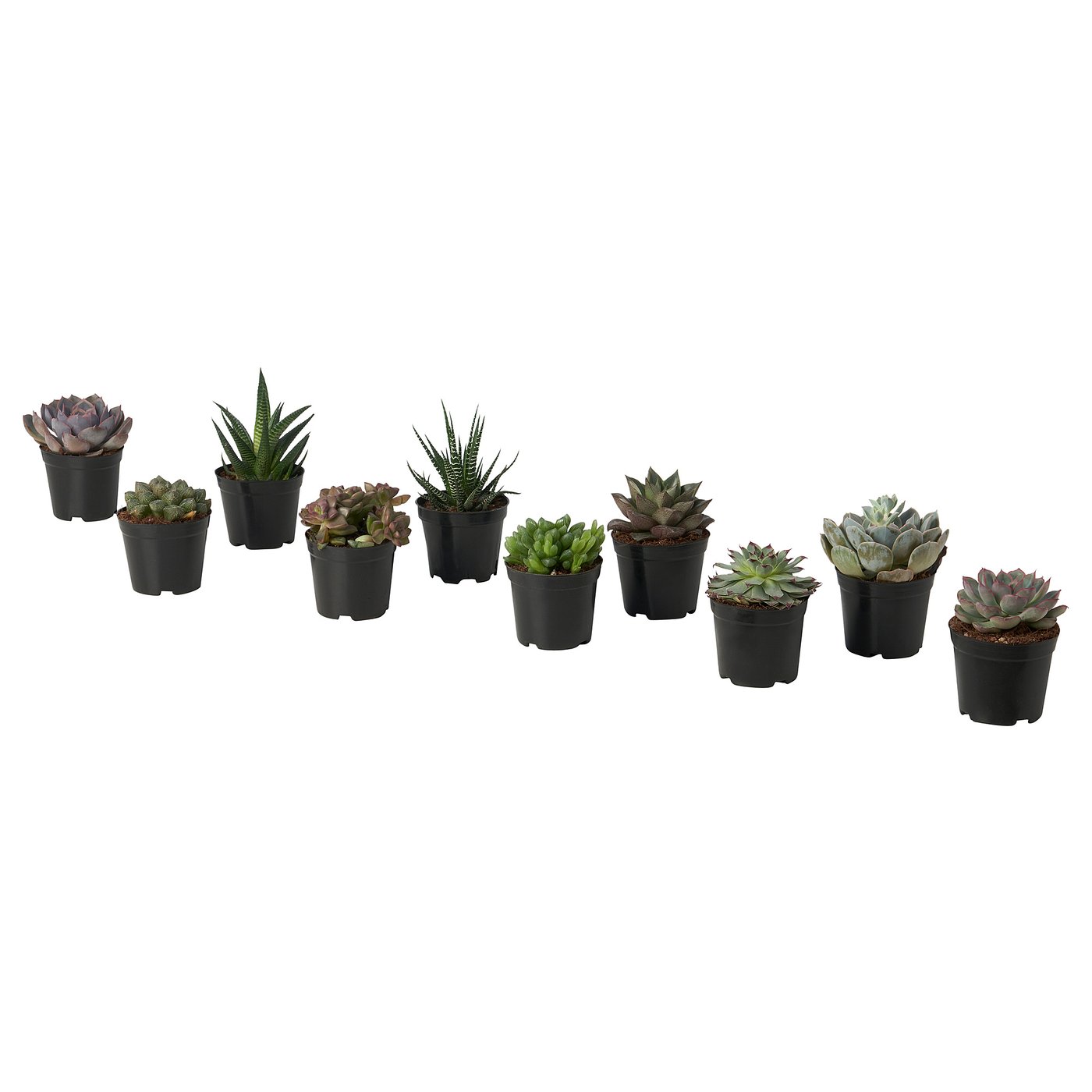 SUCCULENT potted plant Succulent IKEA