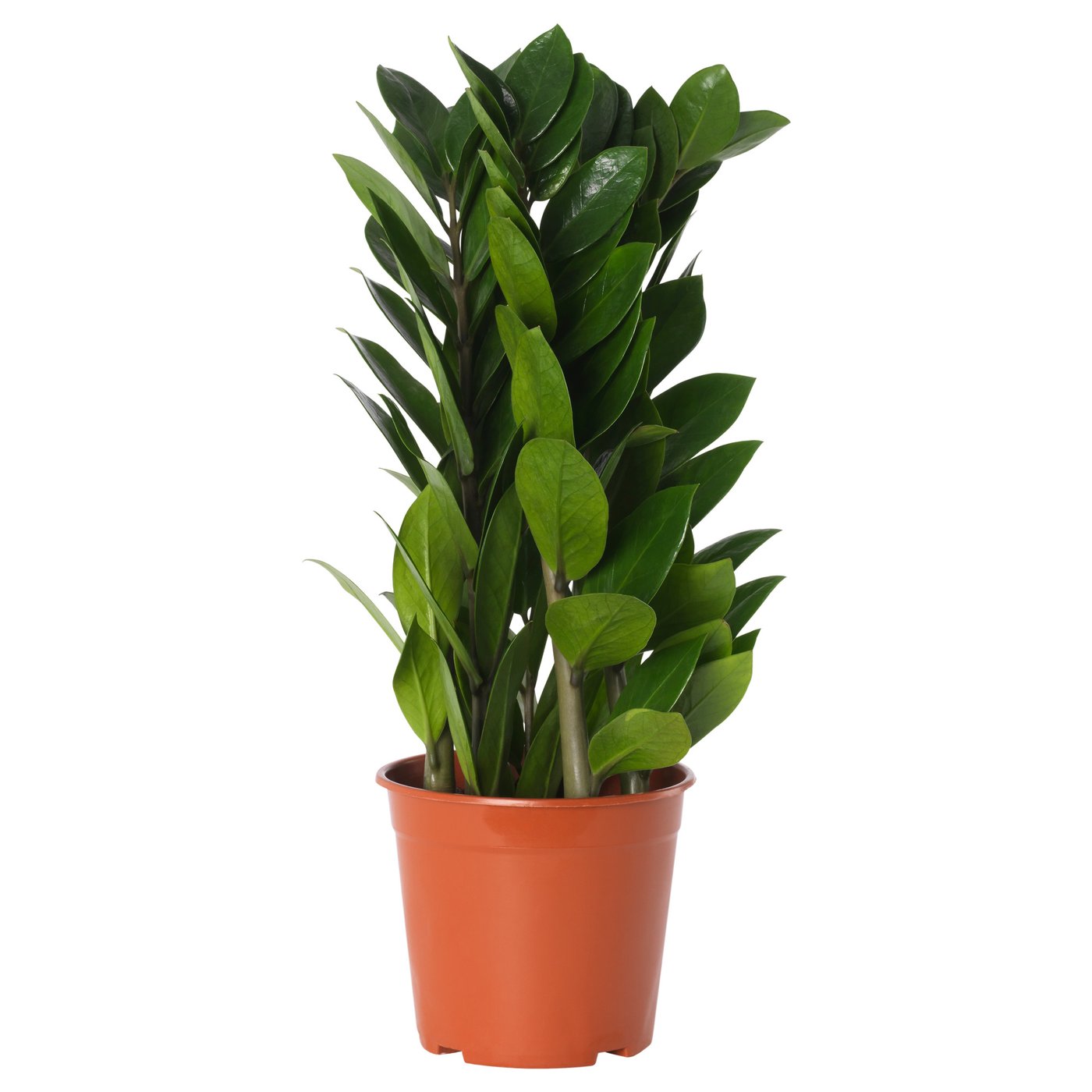 Zamioculcas Potted Plant Aroid Palm 10 Cm Ikea