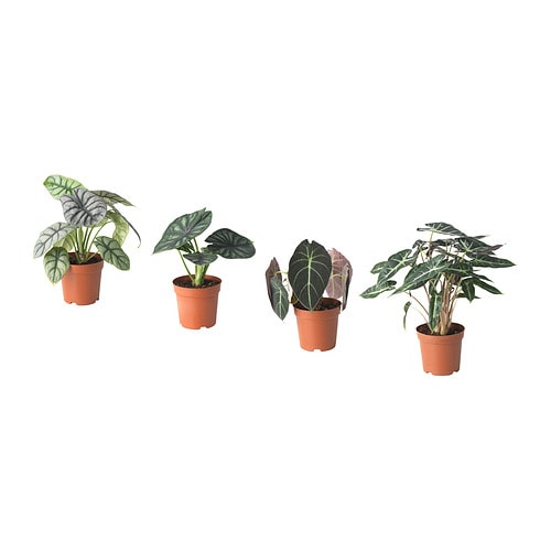 ALOCASIA