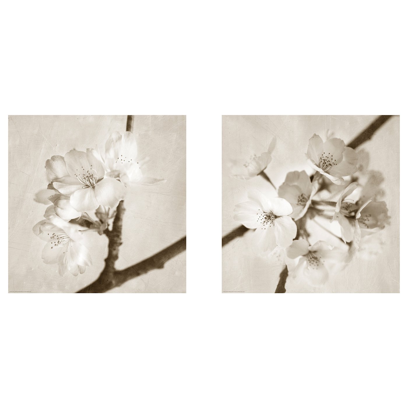 宜家bild 拜尔德图片花50x50 厘米 Ikea