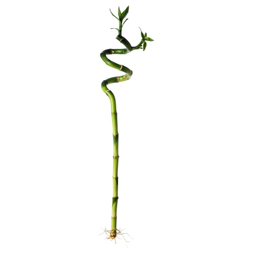 宜家dracaena lucky bamboo 富贵竹 植物 螺旋形 - ikea
