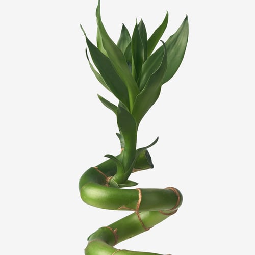 宜家dracaena lucky bamboo 富贵竹 植物 螺旋形 - ikea