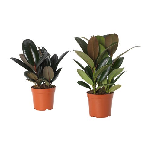 植物盆栽