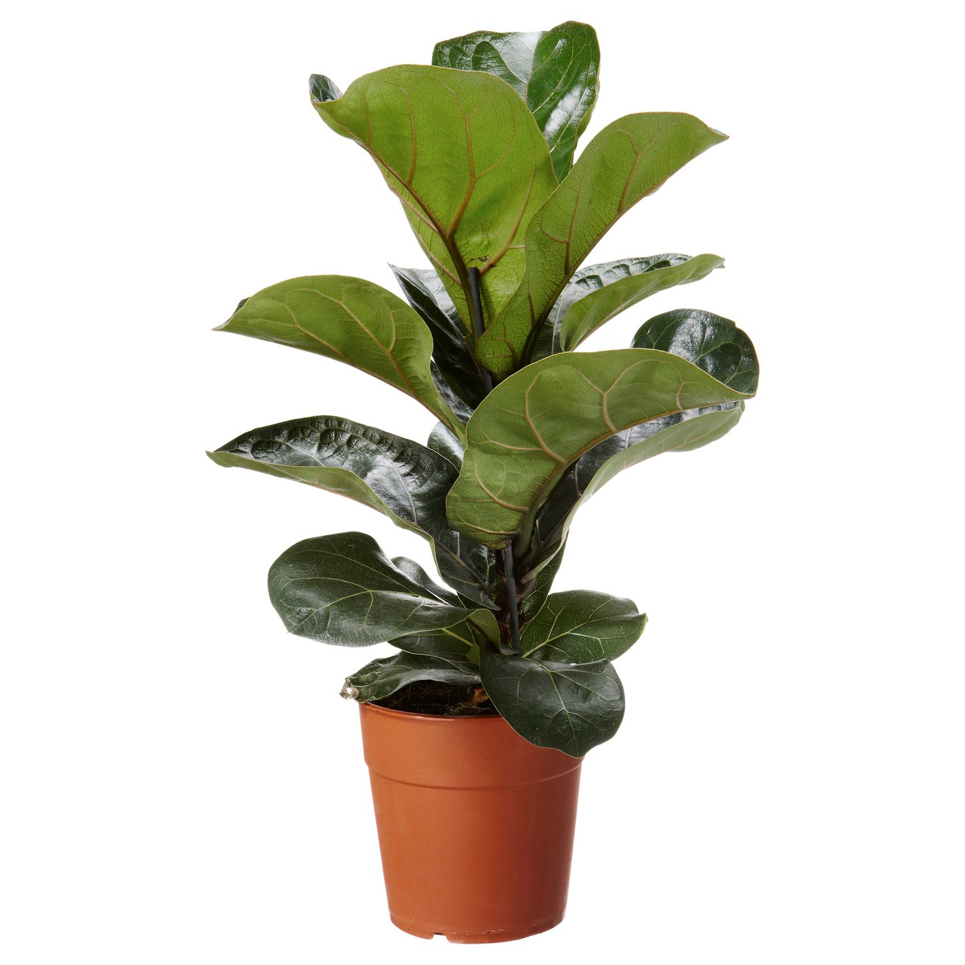 宜家ficus lyrata 盆栽植物 琴叶榕 - ikea