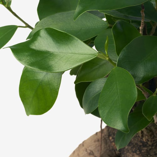宜家ficus microcarpa 榕树 盆栽植物 榕树 - ikea