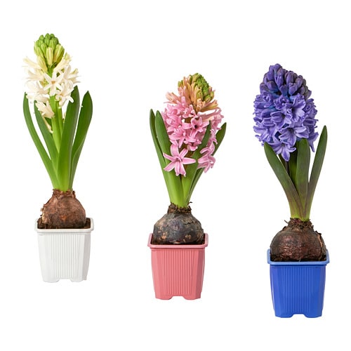 HYACINTHUS 海欣图斯