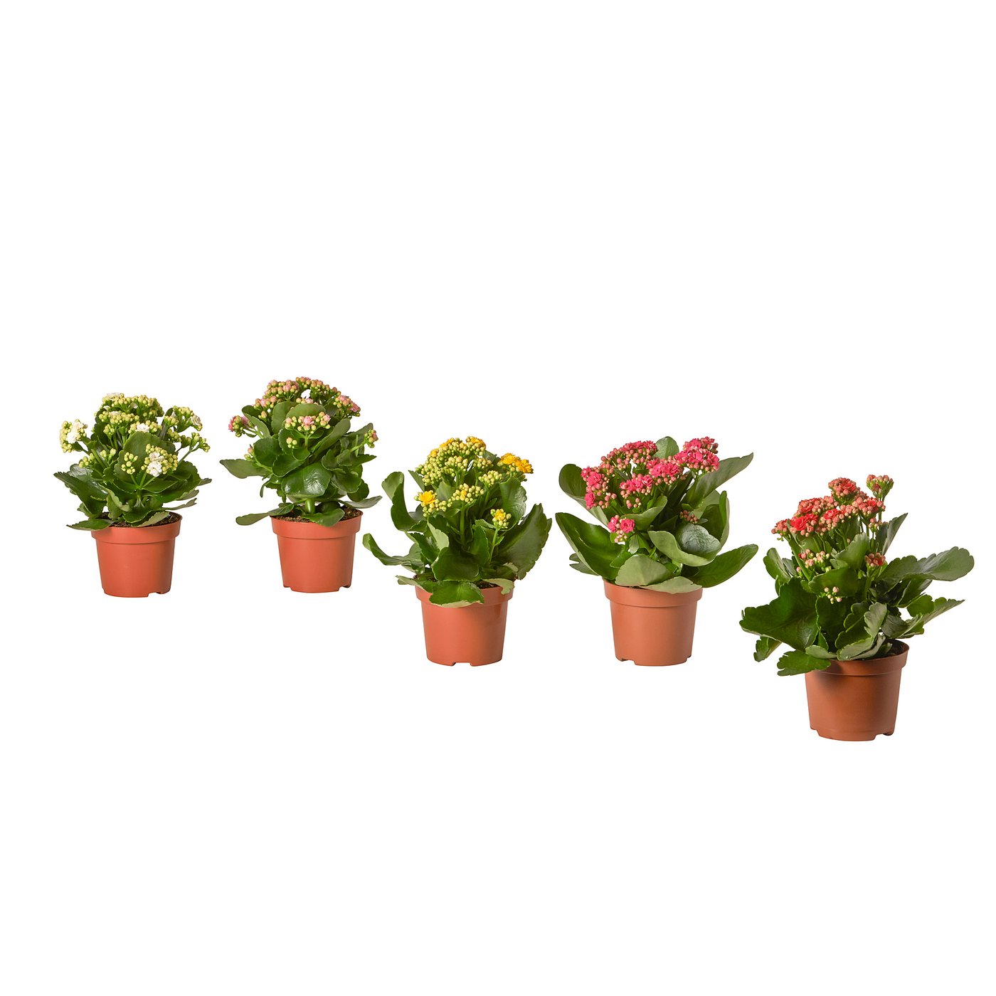 宜家kalanchoe 盆栽植物长寿花综合9 厘米 Ikea