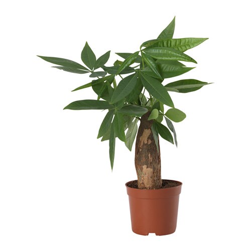 植物盆栽