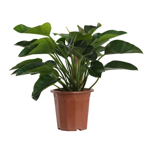 植物盆栽
