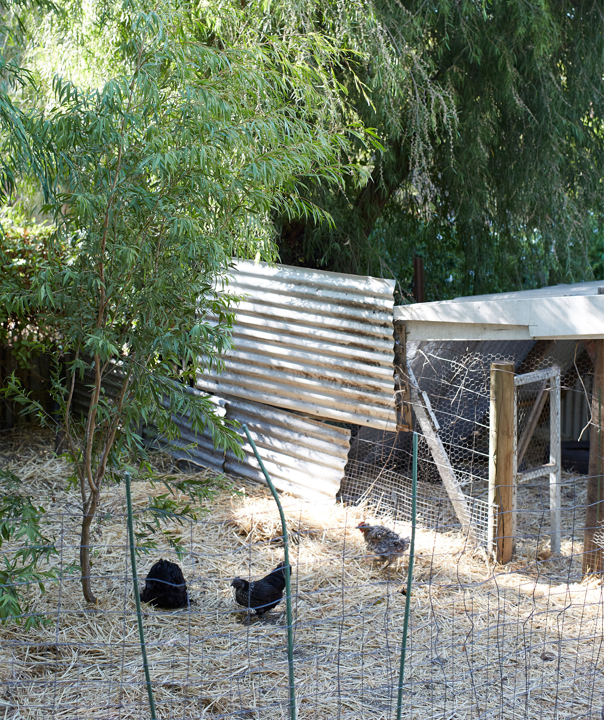 A chicken coop made with wire fencing and corrugated iron set among the trees.