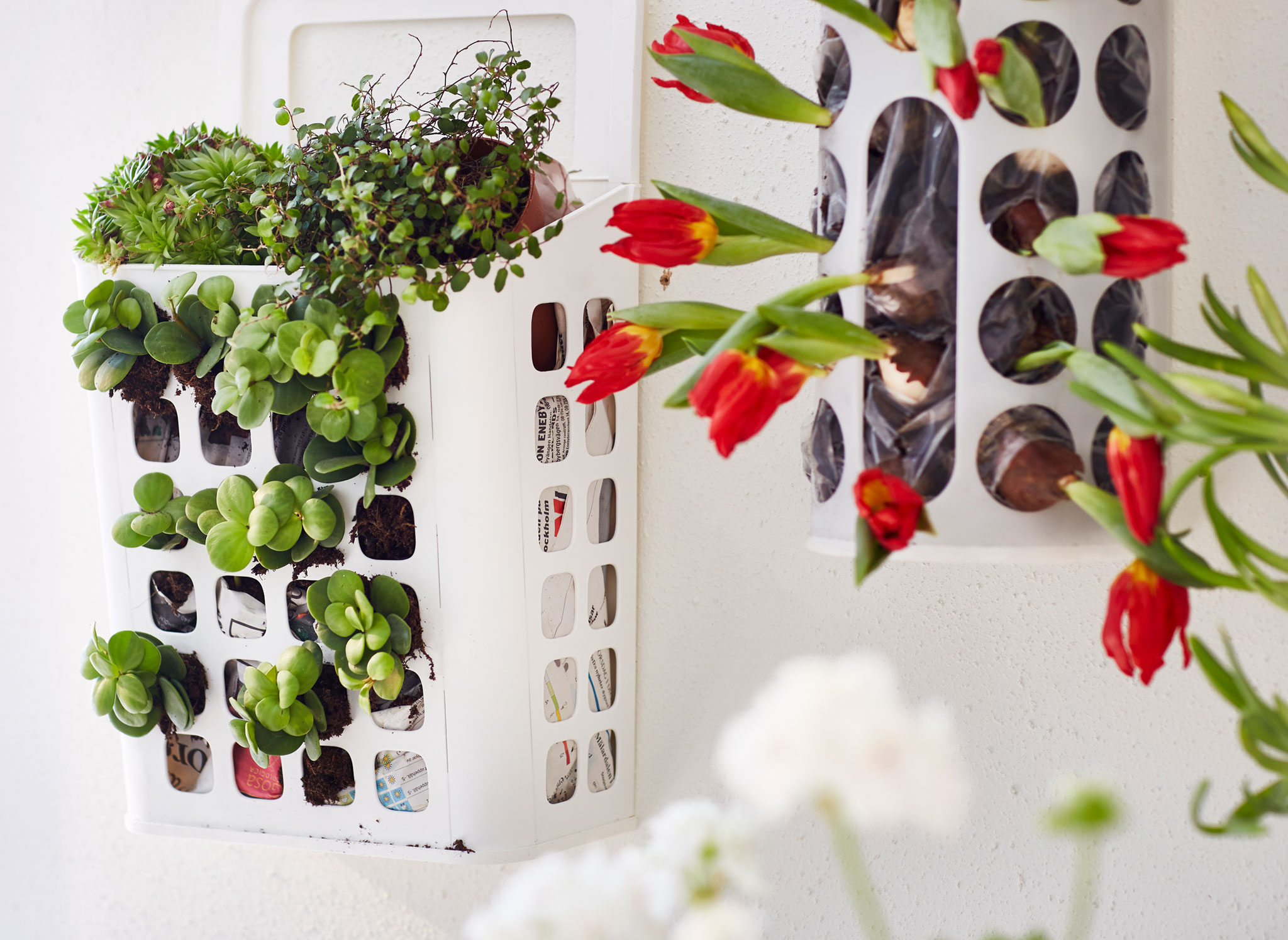A close-up image of VARIERA plastic bag dispensers hung on the wall and used to grow flowers and bulbs.
