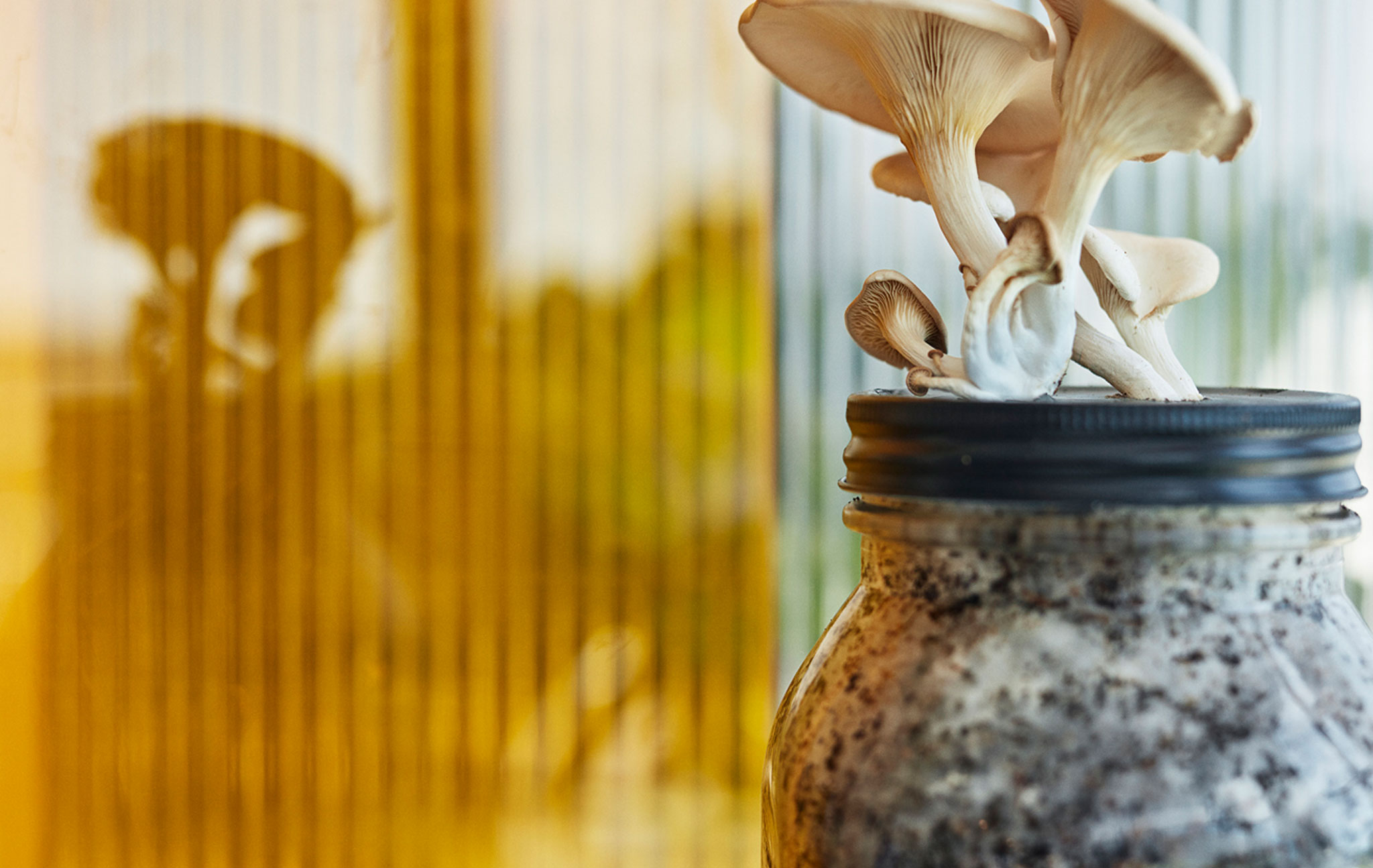 A cluster of mushrooms sprouting through the lid of a glass jar filled to the brim with mycelium and coffee grounds.