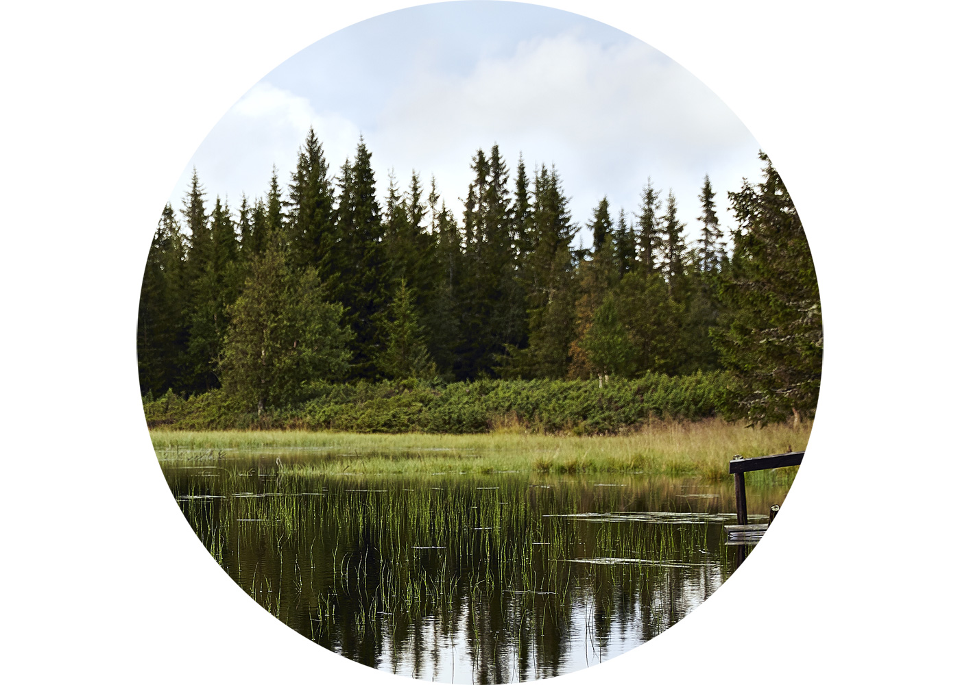 A forest is reflected in a mountain lake.