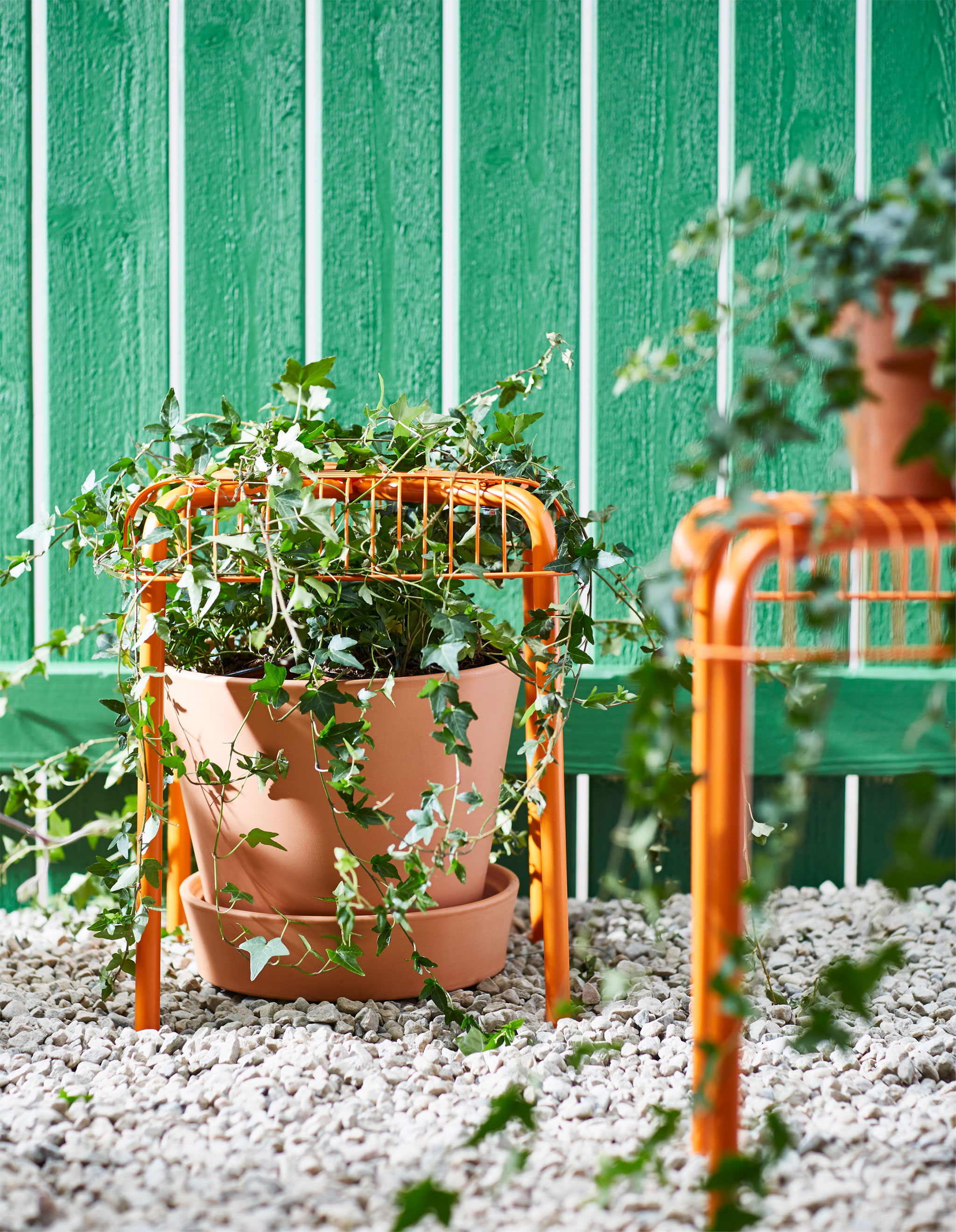 A potted vine plant is placed below a stool that it cllimbs up.