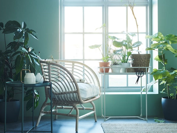 A room full of greenery with a rattan chair, KRYDDPEPPAR plant stand and a window with bright light entering.