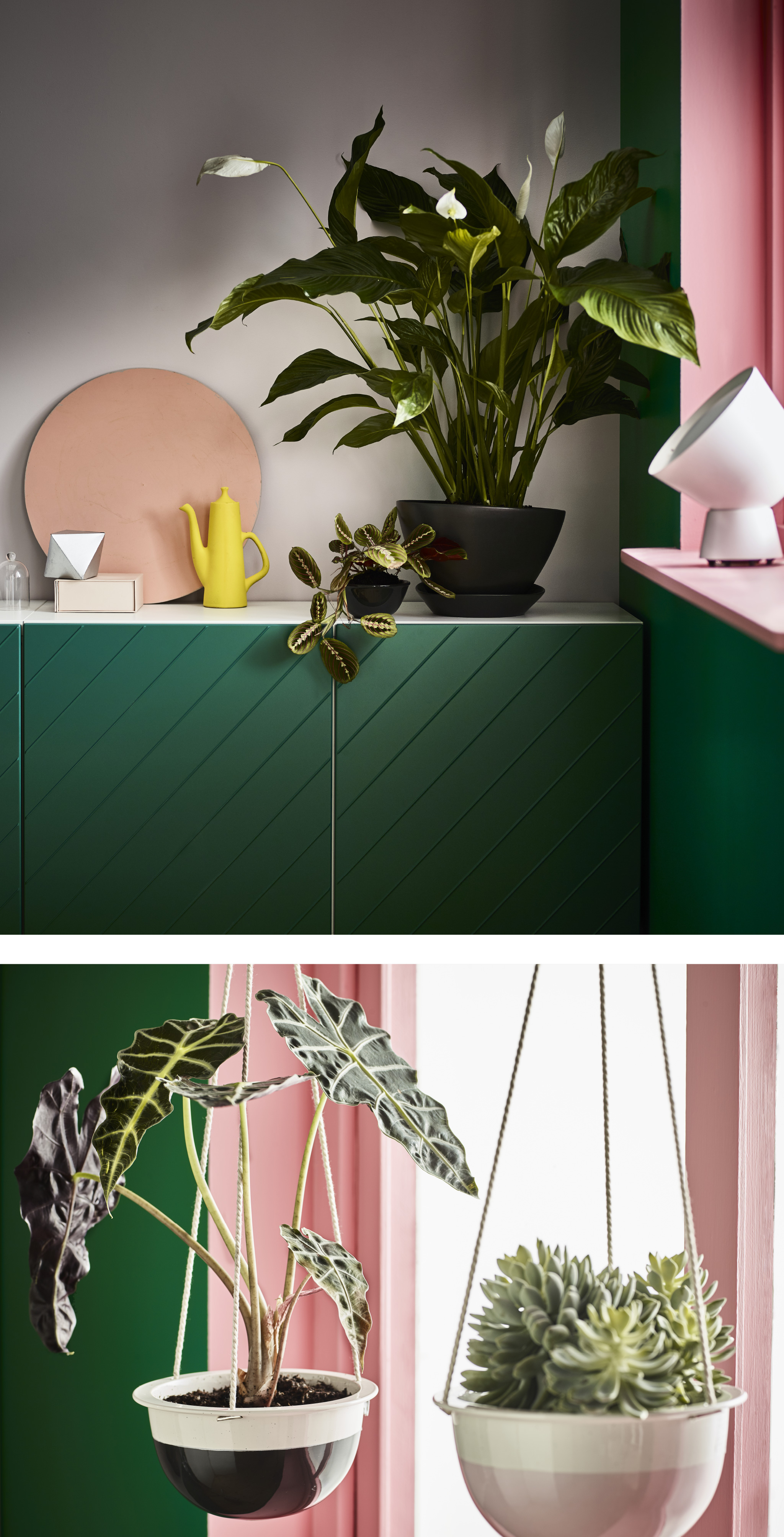 室内植物 基本种植指南