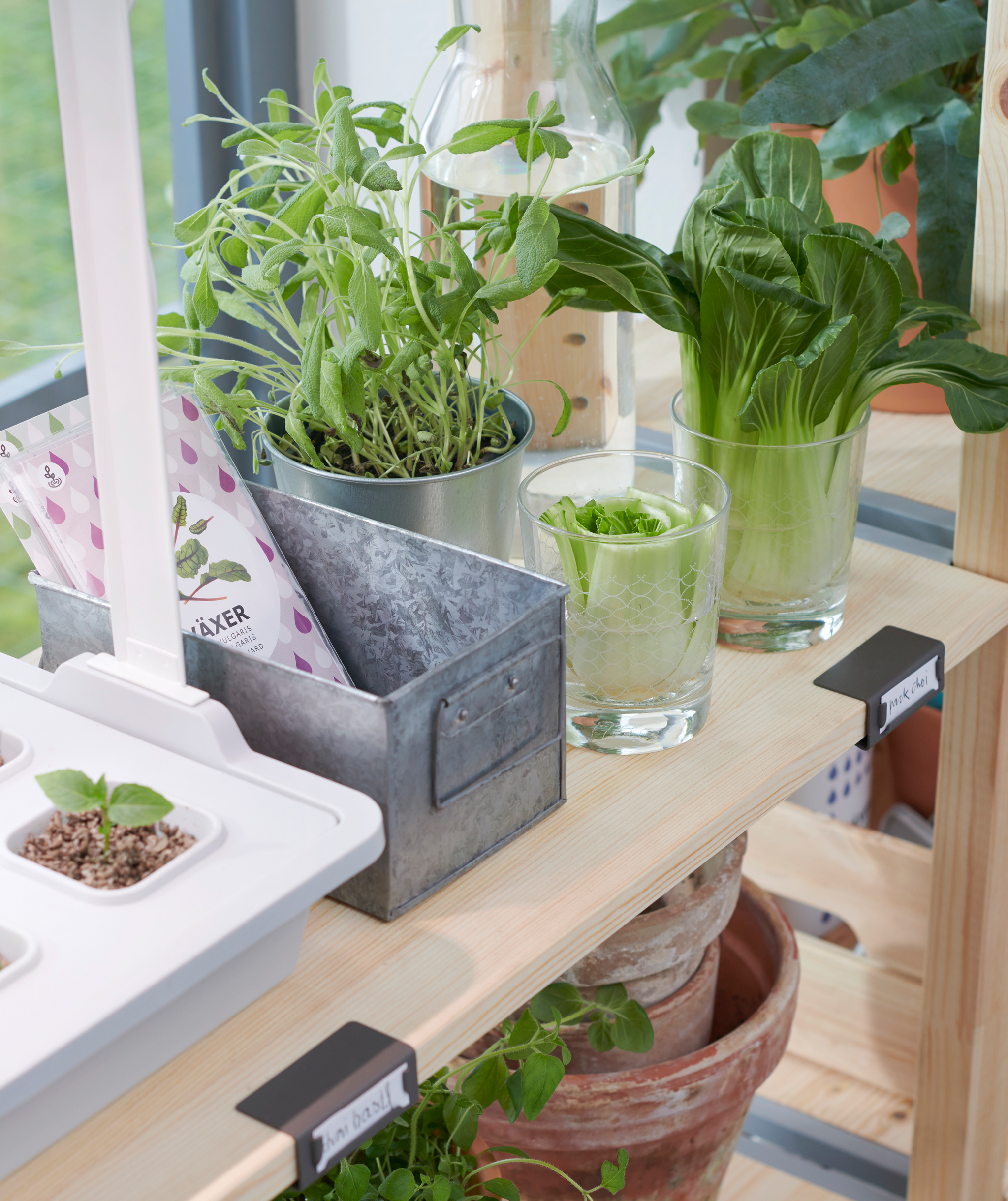 Bookcases of untreated blond wood standing next to large, latticed windows, the shelves filled with pots and plants.