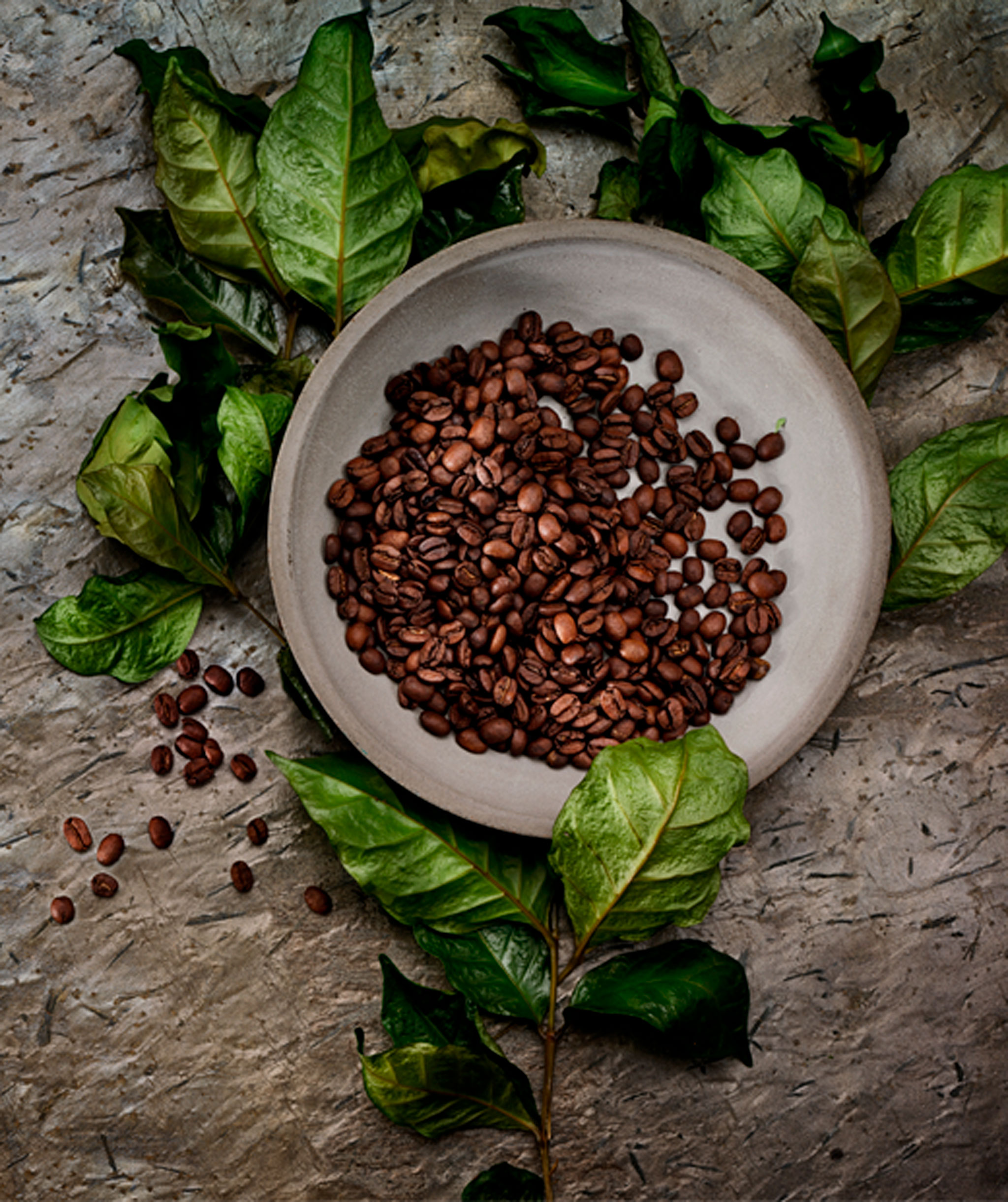 Ceramic, matte-grey plate filled with whole roasted coffee beans. The bowl is placed on a thin branch, semi-dry leaves left.