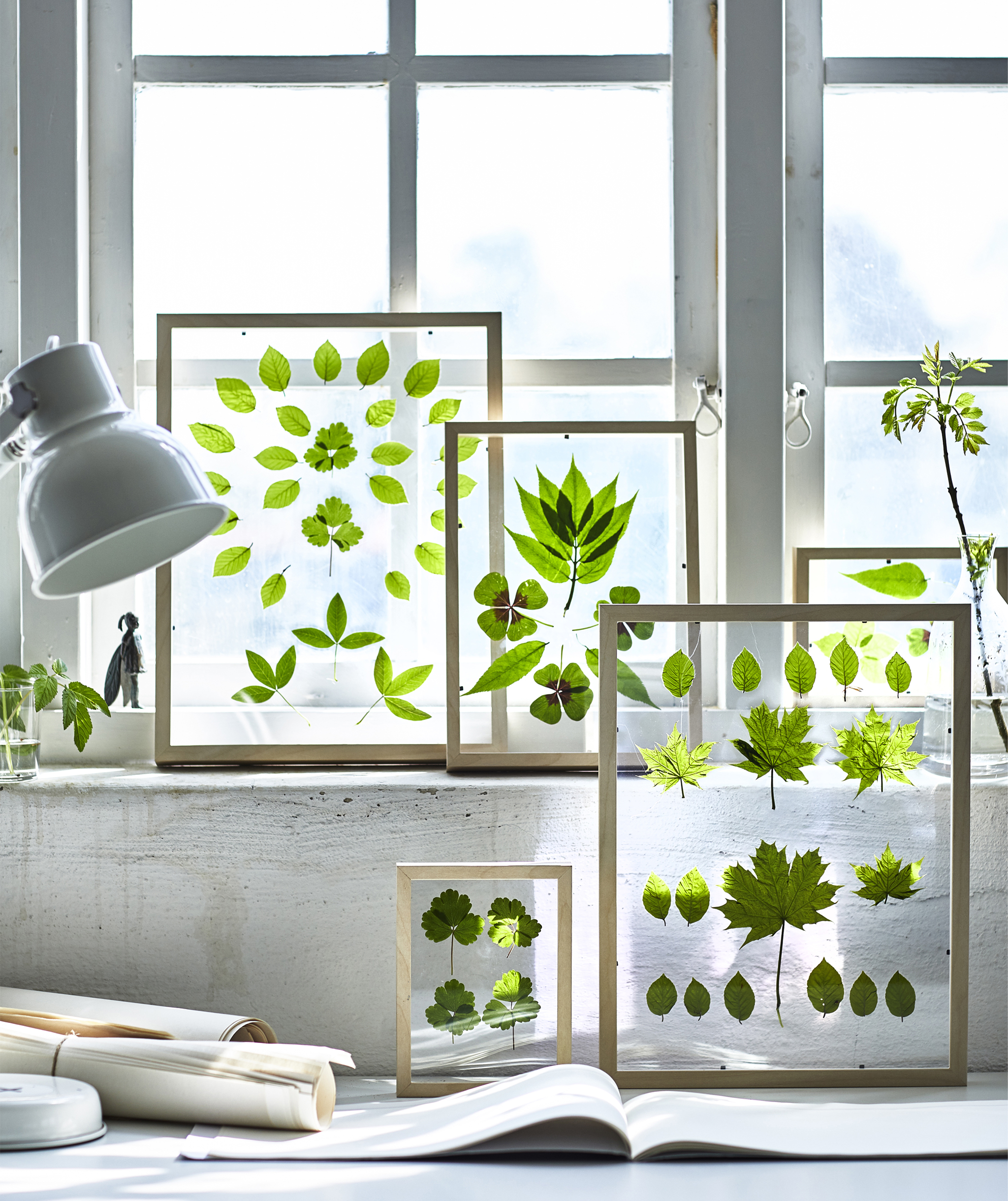Frames containing pressed green leaves on a windowsill.