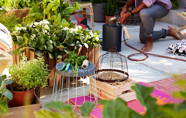 专访 栽培植物对健康的益处 Ikea