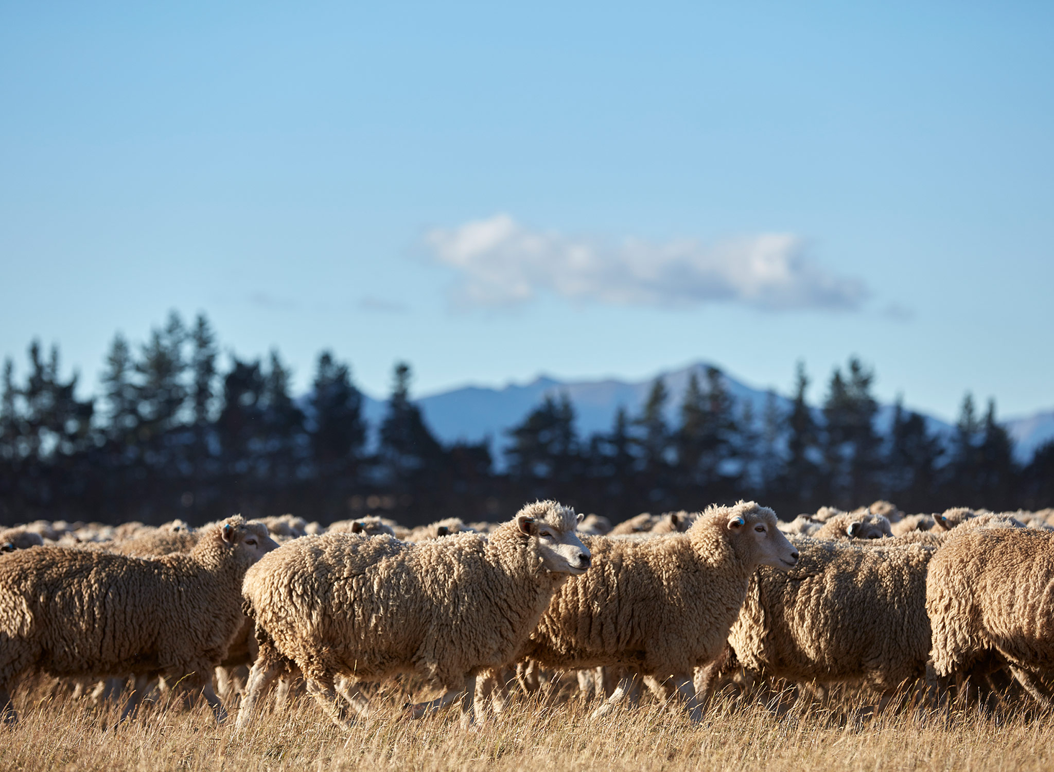 Hundreds of sheep grazing in the sunlight while producing wool for IKEA carpets.