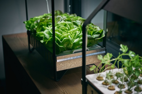 Hydroponic KRYDDA/VÄXER gardening kit, with green vegetables growing in the kit at different stages of the growth process.