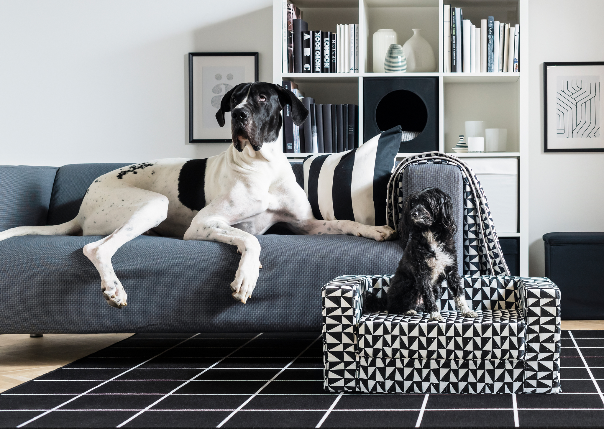 In a living room, a large Great Dane dog sits on top of a KLIPPAN sofa while a small black dog sits on a LURVIG dog bed beside it.