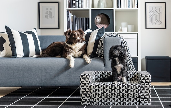 Living-room interior, dog lying on sofa, another dog on pet sofa in front; a cat peeking out of cat house placed in bookcase.