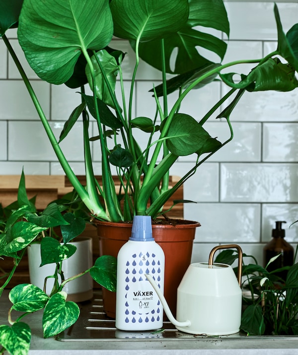 照料室内植物的简易指南 Ikea