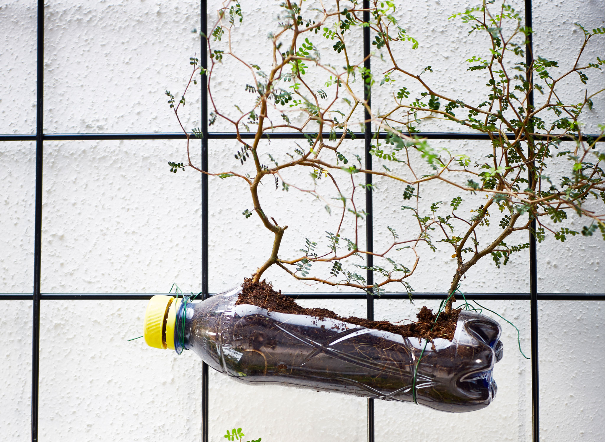 Plastic soda bottles are attached to wire trellises with wire and filled with soil to grow plants.