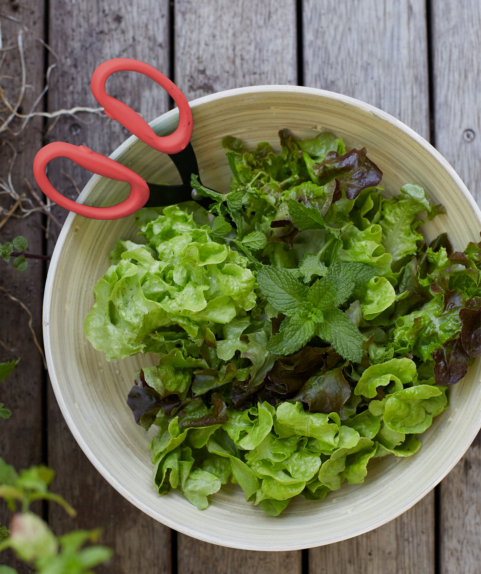 Salad leaves and mint in a wooden bowl with red scissors.