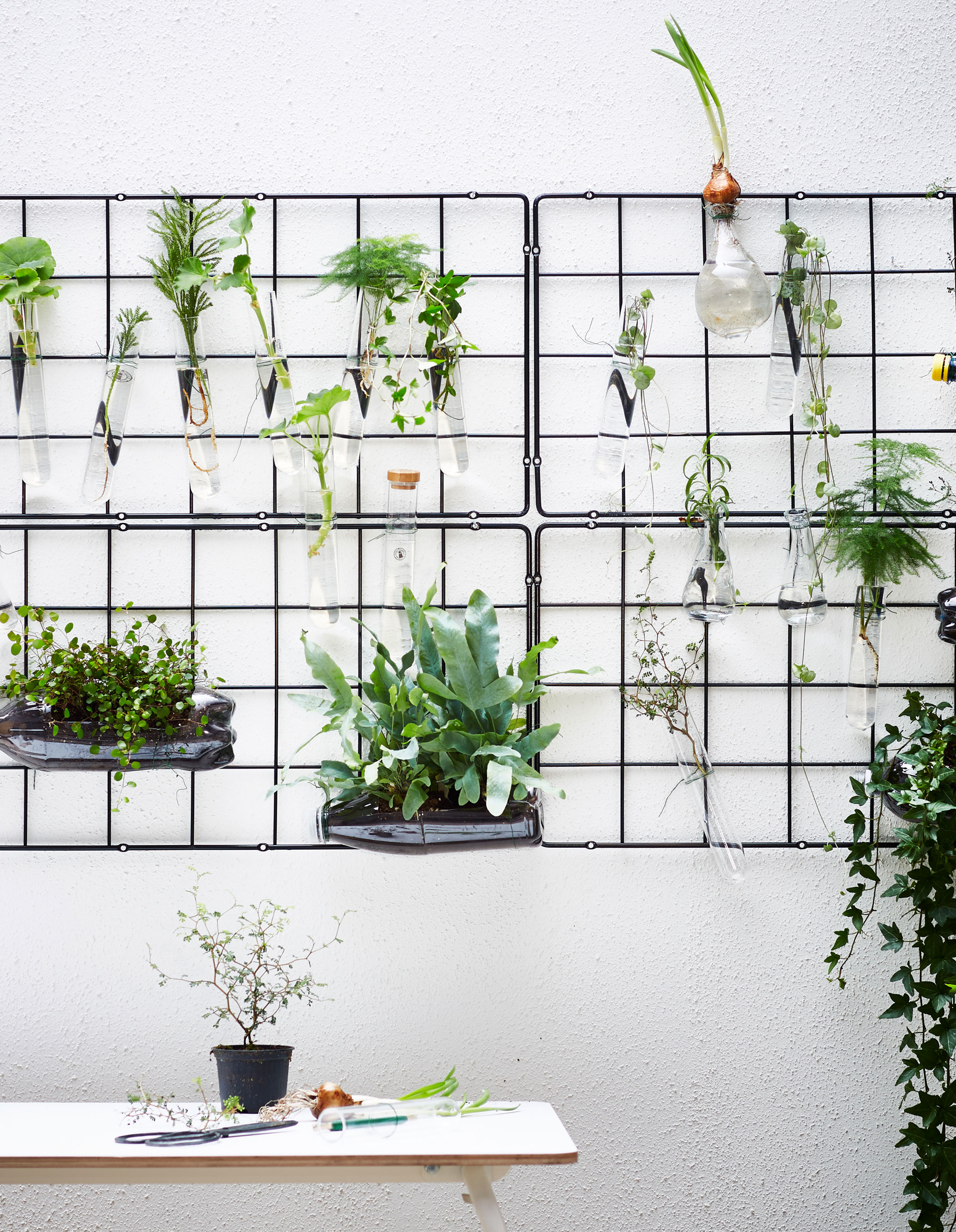 Several wire trellises are hung on a wall and display plants in small glass vessels