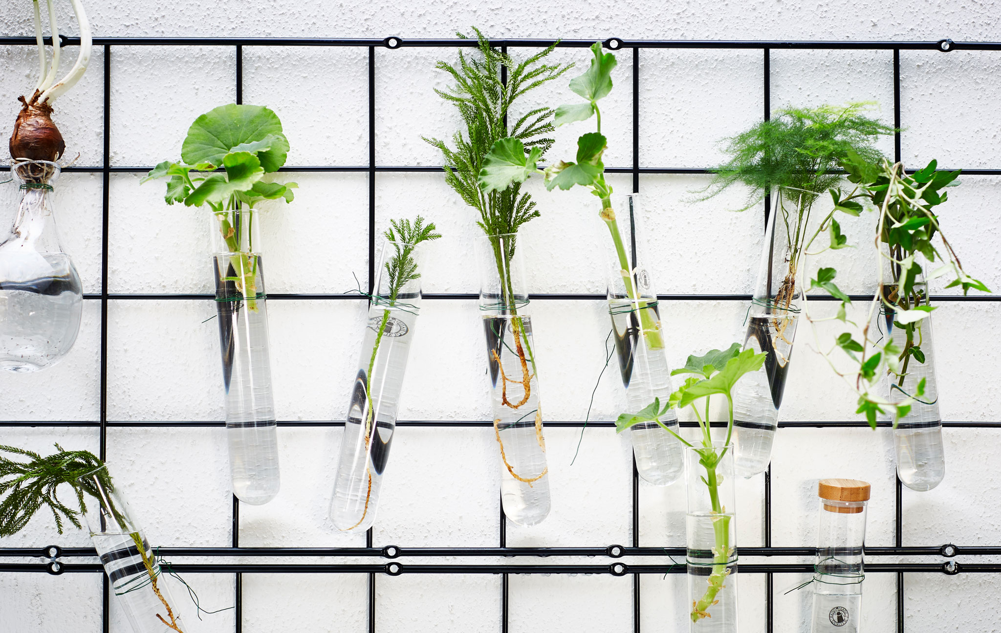Several wire trellises are hung on a wall and display plants in small glass vessels