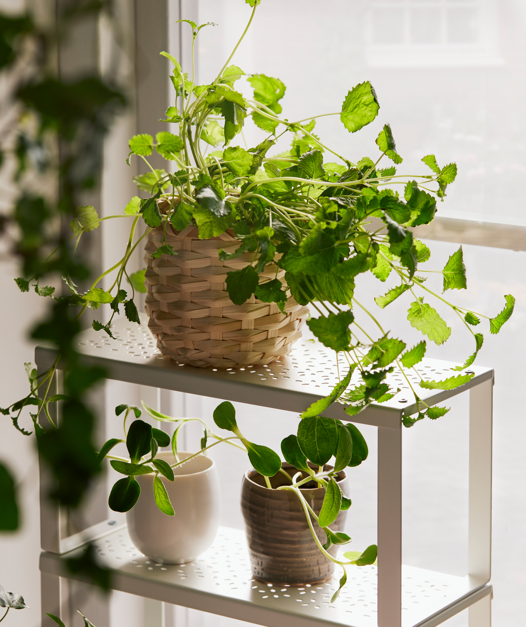 Small, slimline VARIERA shelf standing on a sunlit window sill and filled with several small flower pots with leafy plants.