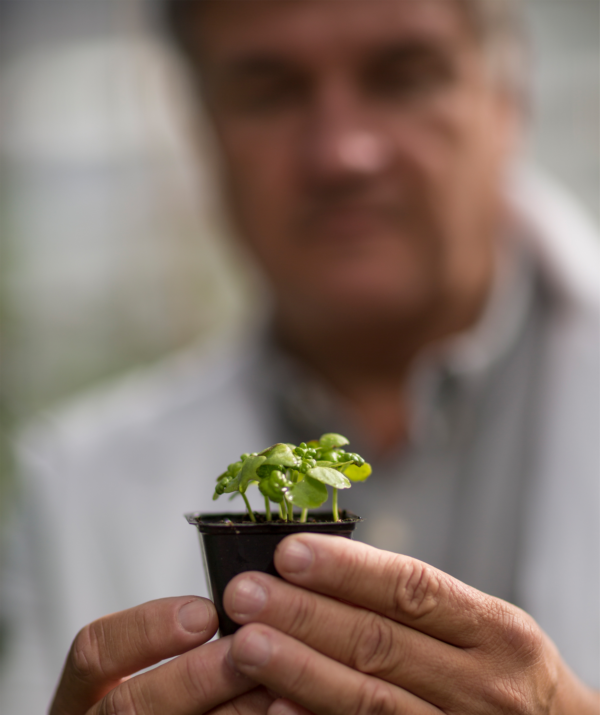 Small, square, plastic flower pot with tiny shoots, held up to the camera by two cupped hands, their owner seen out of focus.