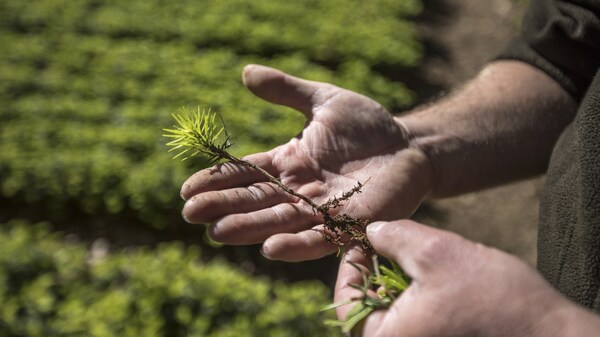 Sow A Seed is a rainforest restoration project initiated by IKEA, celebrating 20 years.