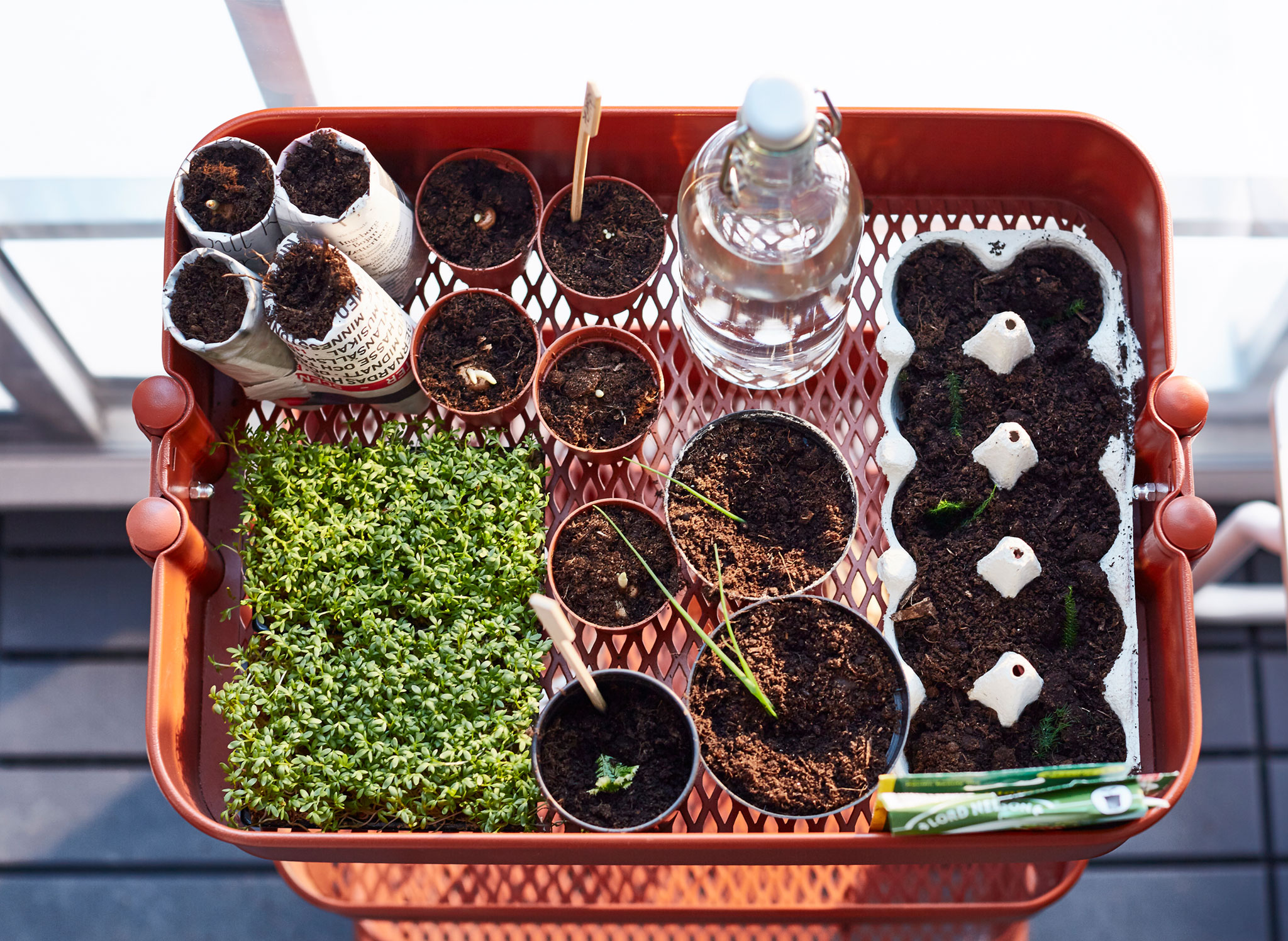 The top shelf of a red trolley is filled with seedlings planted in pots.